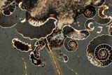Polished Ammonite (Promicroceras) Slice - Marston Magna Marble #279270-1